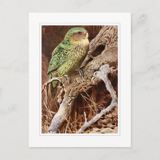 Kakapo Briefkaart (Voorkant)