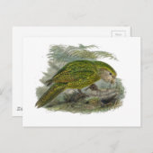 Kakapo Green Owl Parrot, zeldzame vogel illustrati Briefkaart (Voorkant / Achterkant)