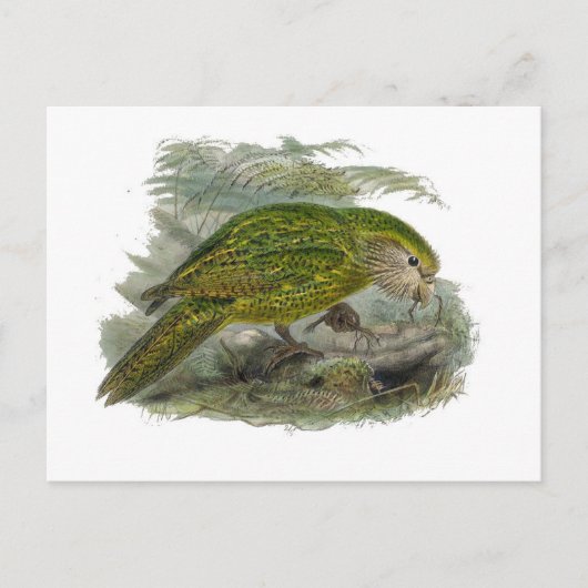 Kakapo Green Owl Parrot, zeldzame vogel illustrati Briefkaart (Voorkant)