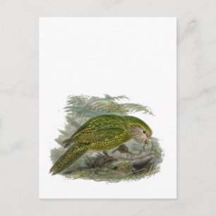 Kakapo Green Owl Parrot, zeldzame vogel illustrati Briefkaart