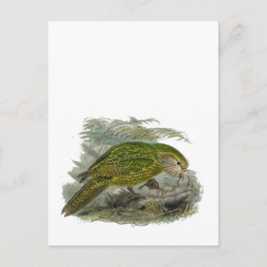 Kakapo Green Owl Parrot, zeldzame vogel illustrati Briefkaart (Voorkant)