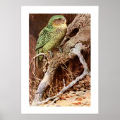 Kakapo Poster (Voorkant)