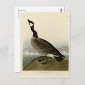 Kakelgans van Audubon's Birds of America Briefkaart (Voorkant / Achterkant)
