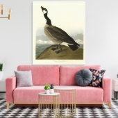 Kakelgans van Audubon's Birds of America Canvas Afdruk (Insitu (Woonkamer))