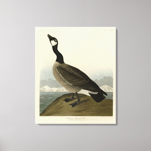 Kakelgans van Audubon's Birds of America Canvas Afdruk (Voorkant)
