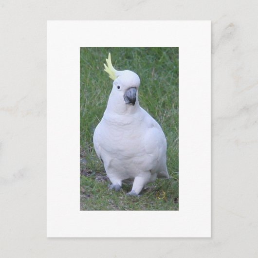 Kaketoe Briefkaart (Voorkant)