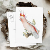 kaketoe papegaaivogel briefkaart