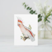 kaketoe  papegaaivogel briefkaart (Staand voorkant)
