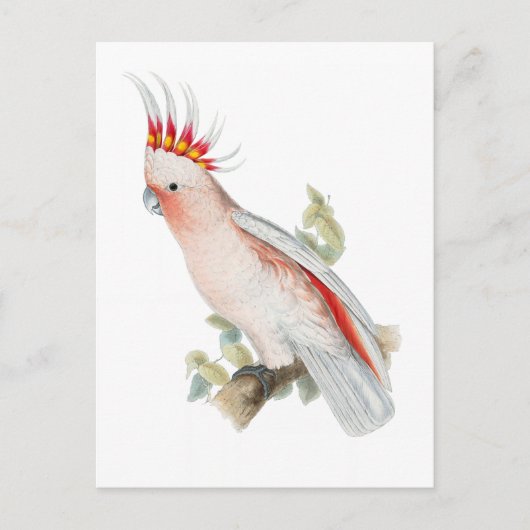 kaketoe  papegaaivogel briefkaart