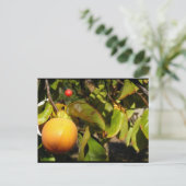 Kaki Fruit in Boom Briefkaart (Staand voorkant)