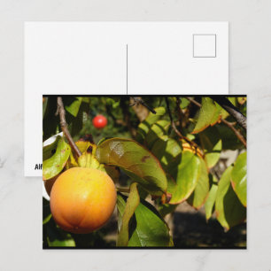 Kaki Fruit in Boom Briefkaart