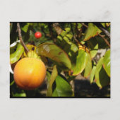 Kaki Fruit in Boom Briefkaart (Voorkant)