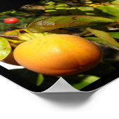 Kaki Fruit in Boom Poster (Hoek)
