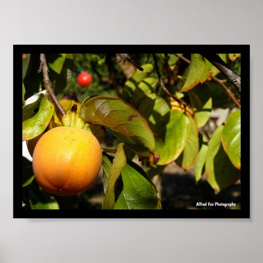 Kaki Fruit in Boom Poster (Voorkant)