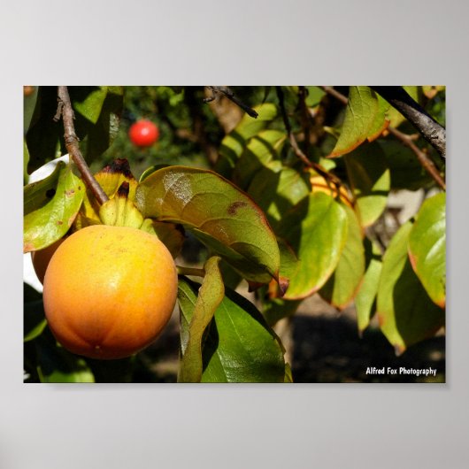 Kaki Fruit in Boom Poster (Voorkant)