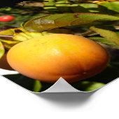 Kaki Fruit in Boom Poster (Hoek)