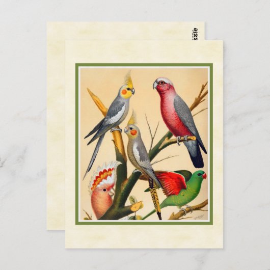  kakkerbakkers en katkatoeno briefkaart (Voorkant / Achterkant)