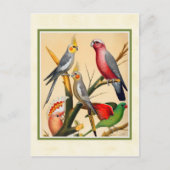  kakkerbakkers en katkatoeno briefkaart (Voorkant)