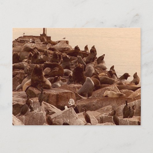 kakofobie van zee briefkaart (Voorkant)