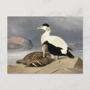 Kaksi Haahkaa van Ferdinand von Wright Briefkaart