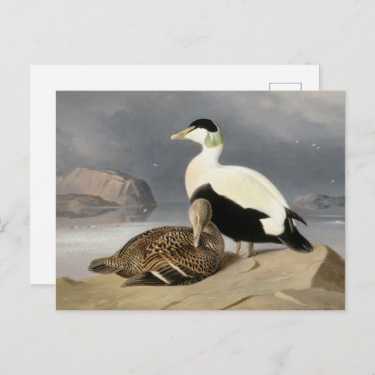 Kaksi Haahkaa van Ferdinand von Wright Briefkaart (Voorkant / Achterkant)