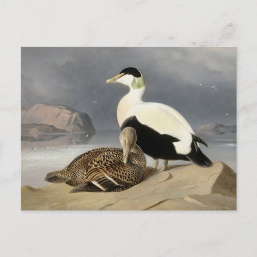 Kaksi Haahkaa van Ferdinand von Wright Briefkaart (Voorkant)