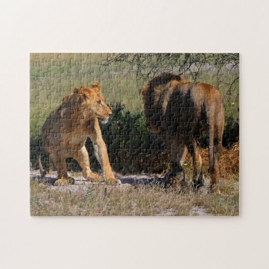 Kalahari Desert Lions Africa Male Vrouw Legpuzzel (Horizontaal)