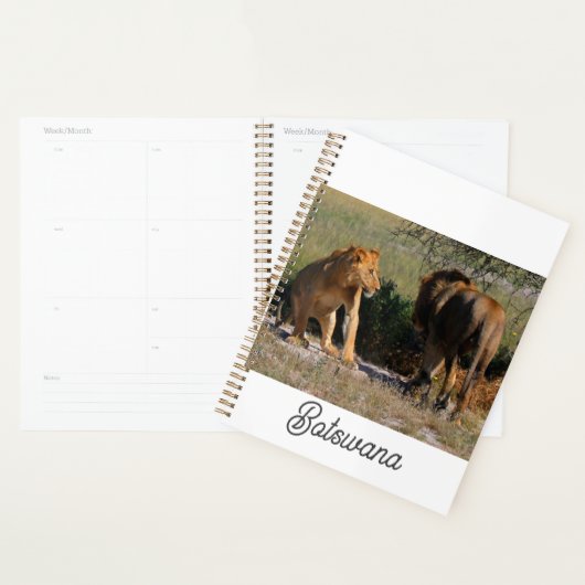 Kalahari Desert Lions Africa Male Vrouw Planner (Display)