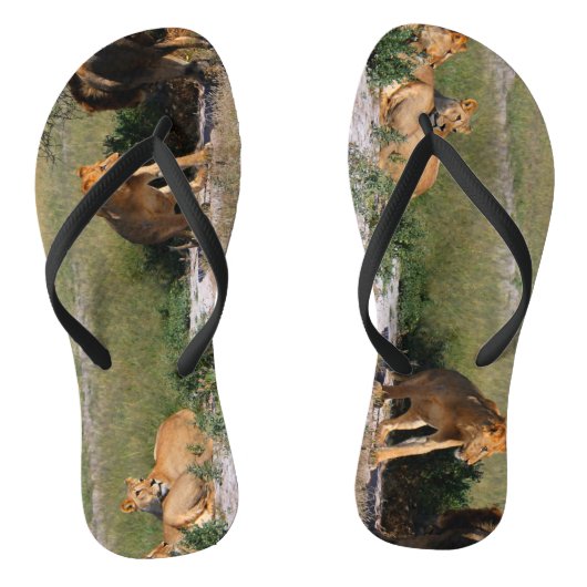 Kalahari Woestijn Leeuwen Flip Flops (Voetbed)