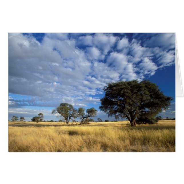 Kalahari-woestijntafereel, Kgalagadi Transfrontier (Voorkant Horizontaal)