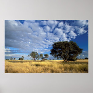 Kalahari-woestijntafereel, Kgalagadi Transfrontier Poster
