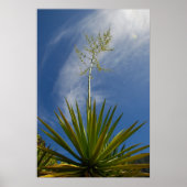 Kalalau Cactus Canvas Print (Voorkant)