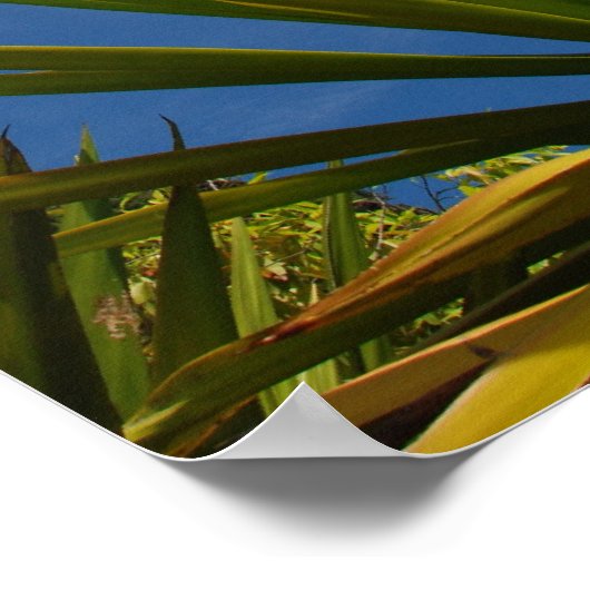 Kalalau Cactus Canvas Print (Hoek)