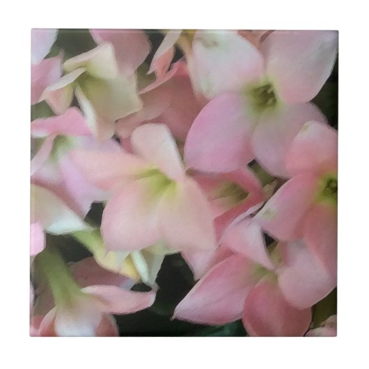 Kalanchoe Bloemen Tegeltje (Voorkant)