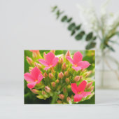 Kalanchoe blossfeldiana briefkaart (Staand voorkant)