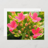 Kalanchoe blossfeldiana briefkaart (Voorkant / Achterkant)