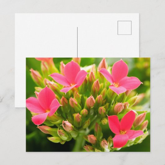 Kalanchoe blossfeldiana briefkaart (Voorkant / Achterkant)