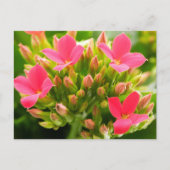 Kalanchoe blossfeldiana briefkaart (Voorkant)
