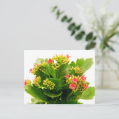 Kalanchoe blossfeldiana briefkaart (Staand voorkant)