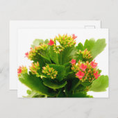Kalanchoe blossfeldiana briefkaart (Voorkant / Achterkant)