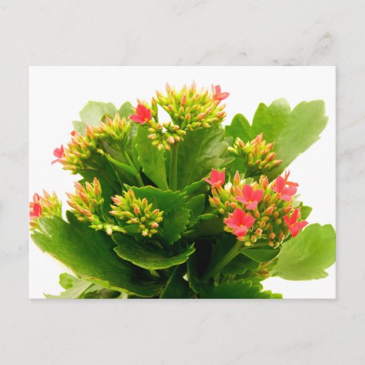 Kalanchoe blossfeldiana briefkaart (Voorkant)