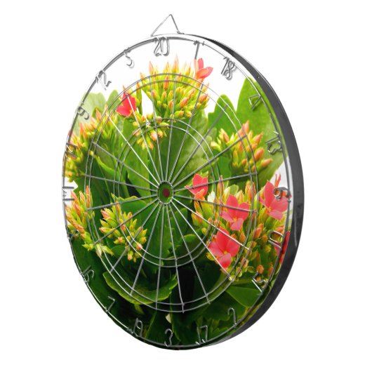 Kalanchoe blossfeldiana dartbord (Voorkant Rechts)