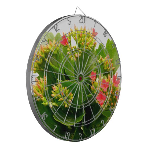 Kalanchoe blossfeldiana dartbord (Voorkant Links)