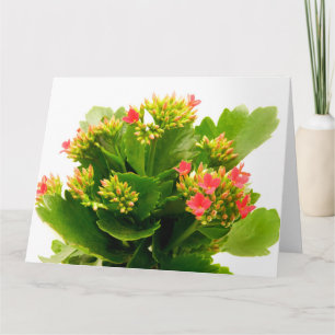 Kalanchoe blossfeldiana kaart