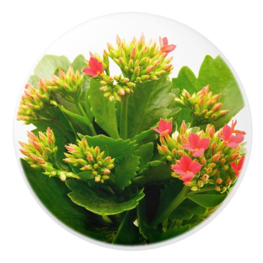 Kalanchoe blossfeldiana keramische knop (Voorkant)
