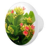 Kalanchoe blossfeldiana keramische knop (Rechts)
