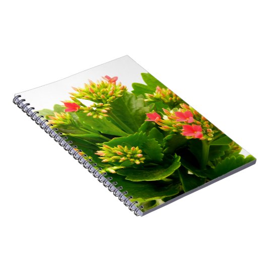 Kalanchoe blossfeldiana notitieboek (Rechterzijde)