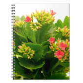 Kalanchoe blossfeldiana notitieboek (Voorkant)