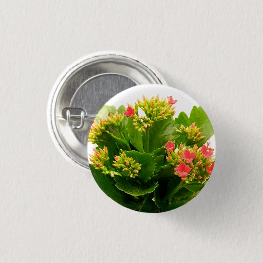 Kalanchoe blossfeldiana ronde button 3,2 cm (Voorkant /achterkant)