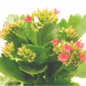 Kalanchoe blossfeldiana sticker (Voorkant)